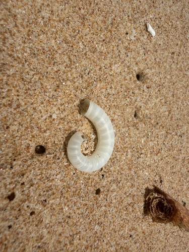 Ram's Horn Squid