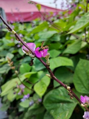 Asian Paper Wasp