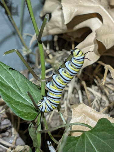 Monarch