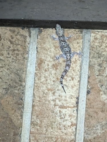 Mediterranean House Gecko