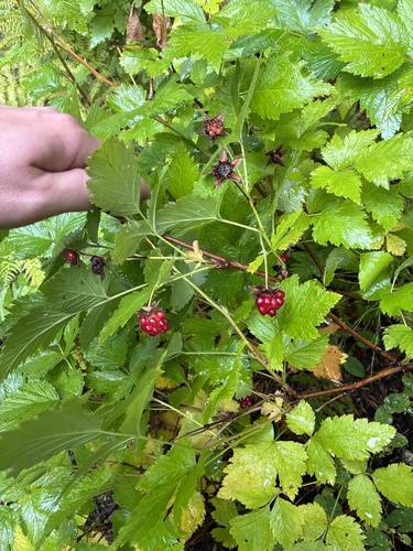 Salmonberry