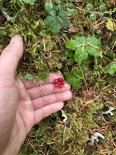 Five-leaf Dwarf Bramble