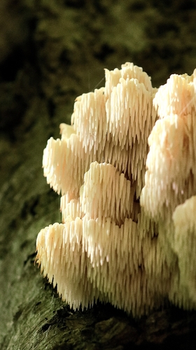 Bear's Head Tooth