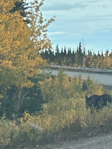 Moose