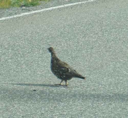 Spruce Grouse