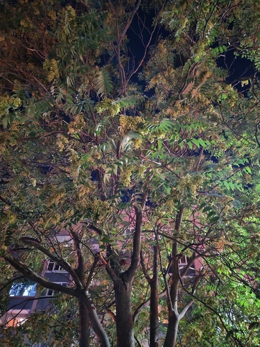 tree-of-heaven