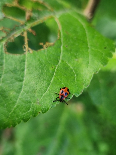 False Ladybird