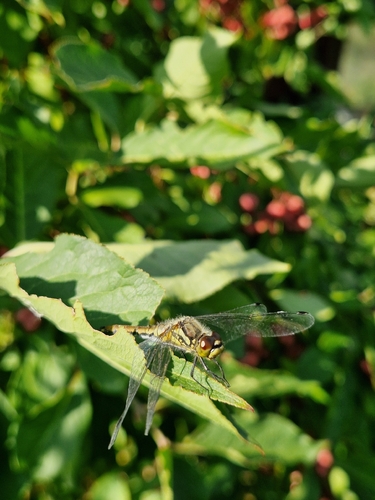 Black Meadowhawk