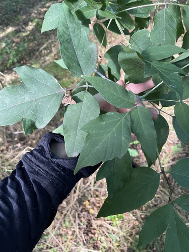box elder