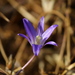 Orcutt's Brodiaea - Photo (c) Jay Keller, all rights reserved, uploaded by Jay L. Keller