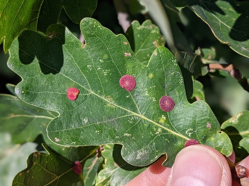 Smooth Spangle Gall Wasp