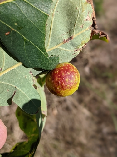 Cherry Gall Wasp