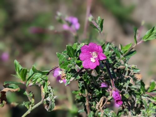 Great Willowherb