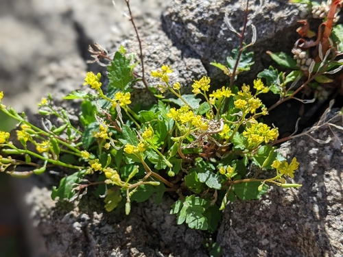 Bog Yellowcress