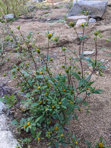 Devil's Beggarticks