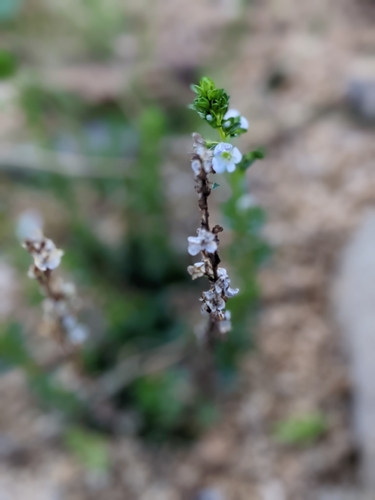 thyme-leaved speedwell