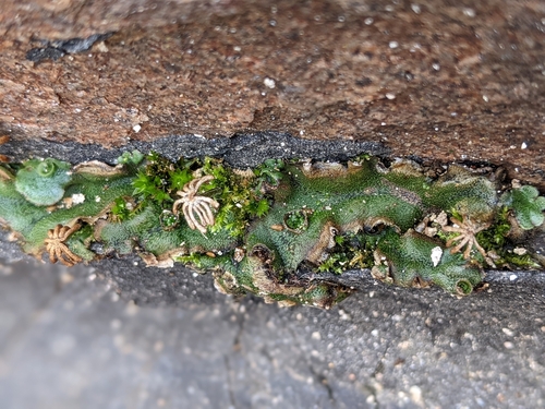Common Liverwort