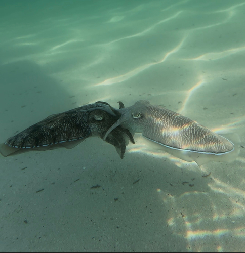 Pharaoh Cuttlefish