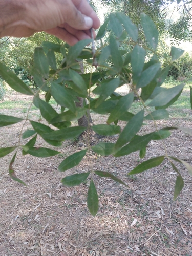 Narrow-leaved Ash