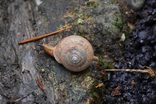 Satsuma uncopila