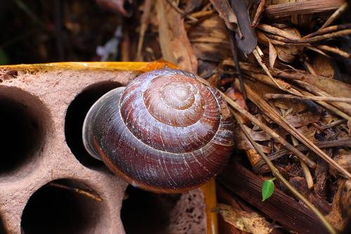 Nesiohelix moreletiana