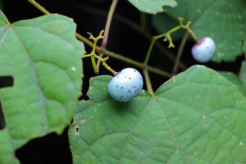 Porcelain Berry