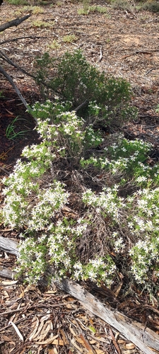 Mueller Daisy-bush