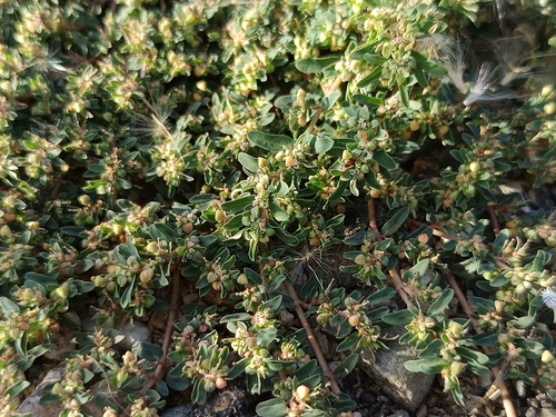 Spotted spurge
