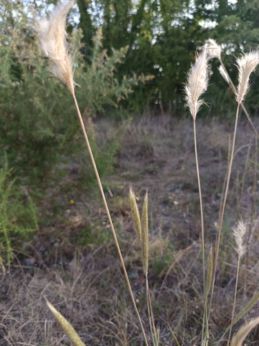 Cane Bluestem