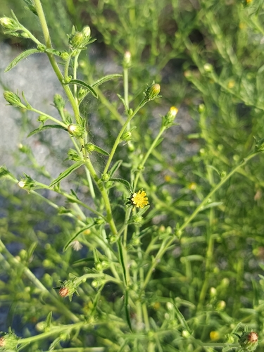 Stinkwort