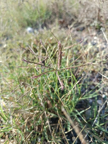 Bermuda grass