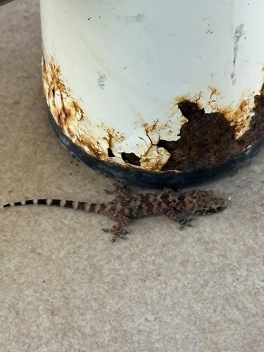 Mediterranean House Gecko