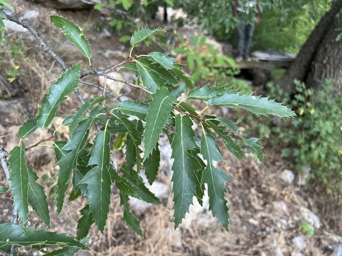 Lebanon oak
