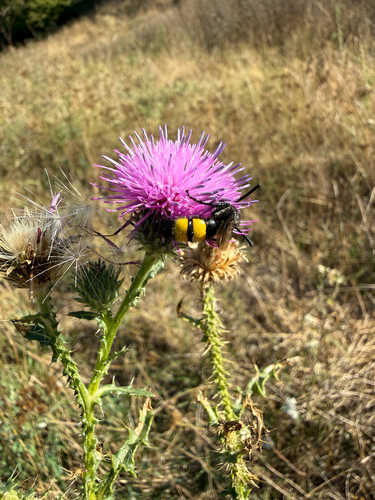 Scolia hirta