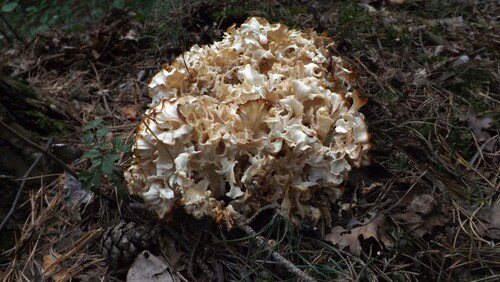 Cauliflower Fungus