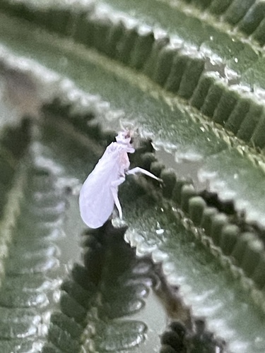 Dusty-winged Lacewings