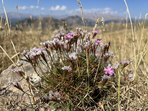 Acantholimon lycaonicum