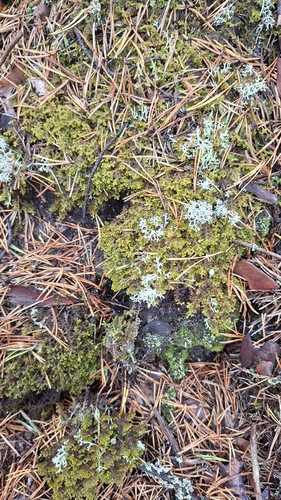 Northern Naugehyde Liverwort
