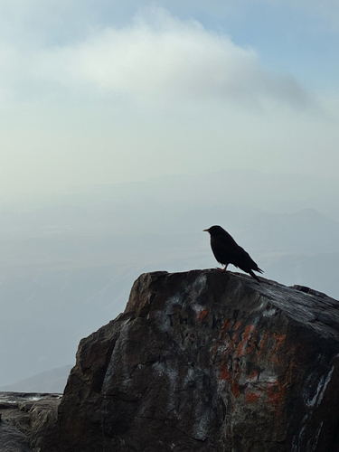 Yellow-billed Chough