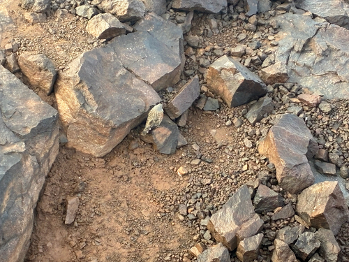 Western Alpine Accentor