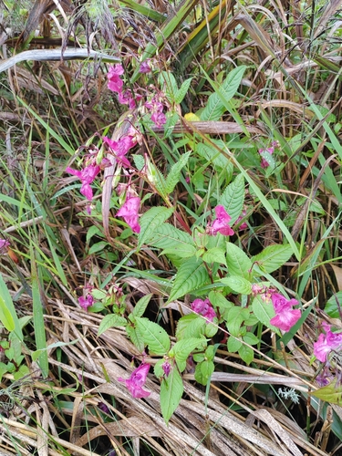 Himalayan balsam