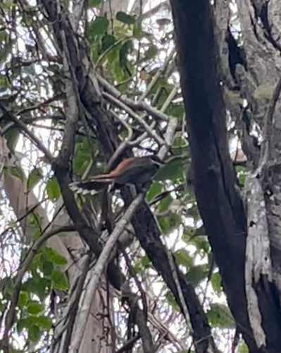 Australian Rufous Fantail