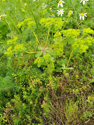 Sun spurge
