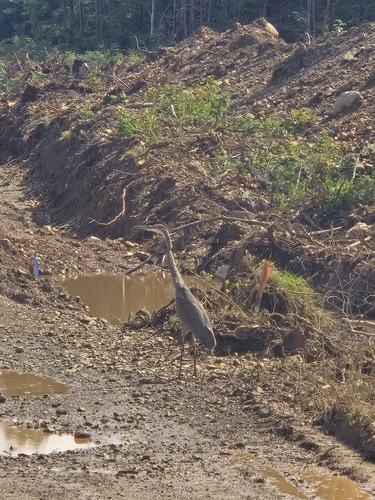 Great Blue Heron