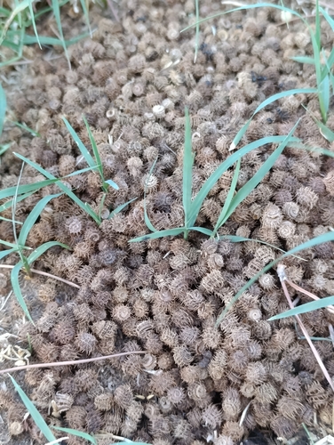 bur clover