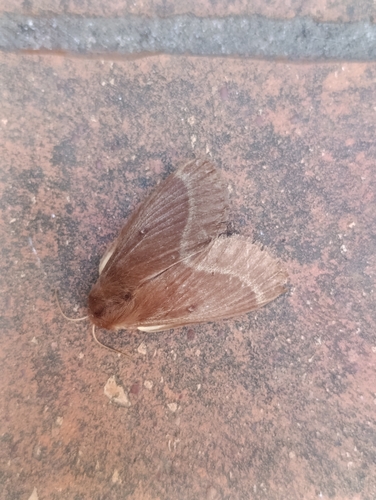 Grass Eggar