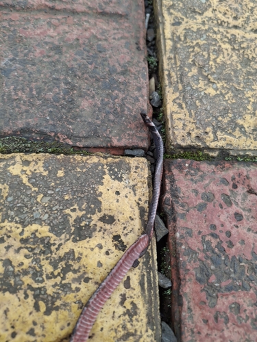 Black Coralsnake