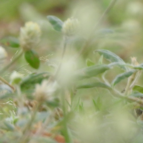 prostrate globe-amaranth