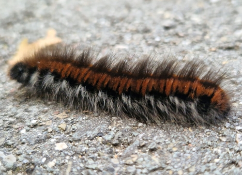 Fox Moth