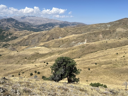 Greek juniper